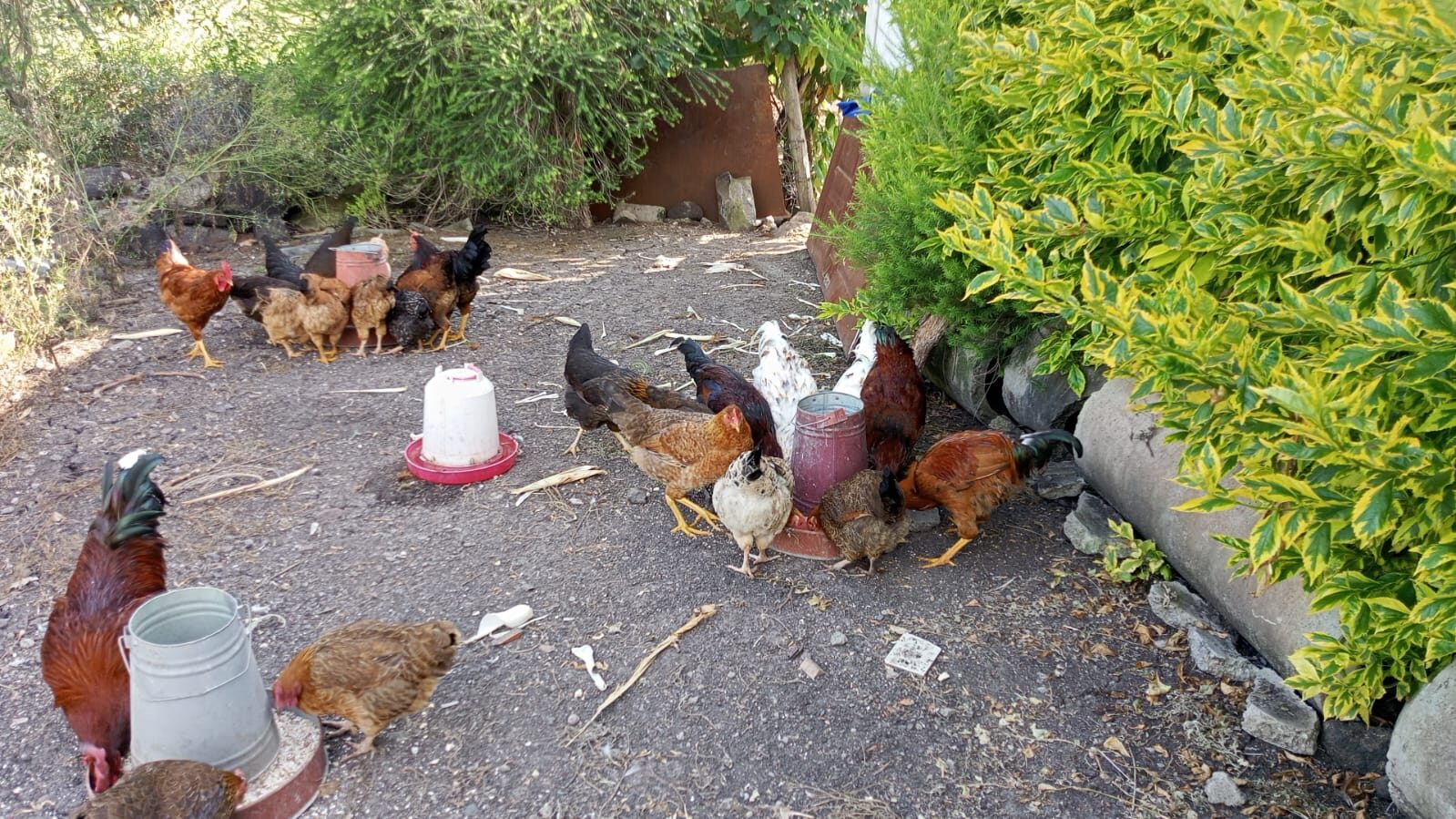 The poultry farm of the Community Resource Centre, Sholinke